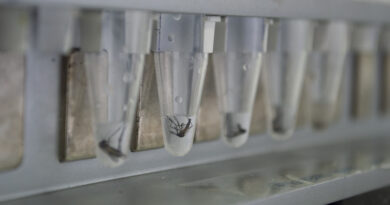 Realizarán una jornada de capacitación sobre el manejo integrado del mosquito vector del dengue