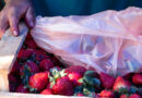 Se termina la Semana de la Frutilla